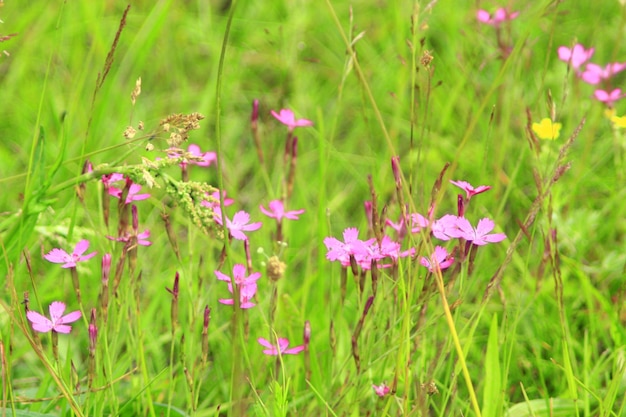 flores vermelhas e tenras de dianthus deltoides em prados