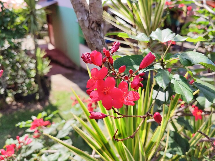 Foto flores vermelhas em floração