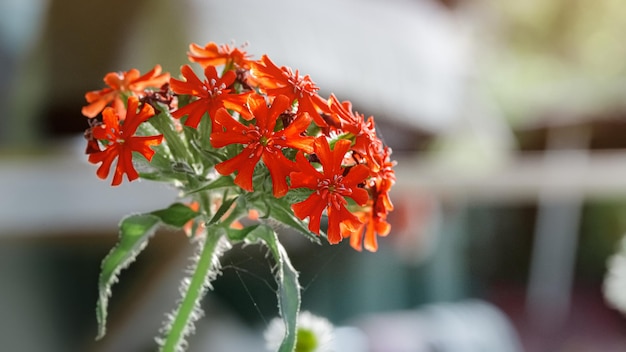 Flores vermelhas em um ramo Papel de parede e protetor de tela do botão vermelho