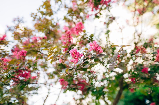 Flores vermelhas em uma árvore flores e árvores