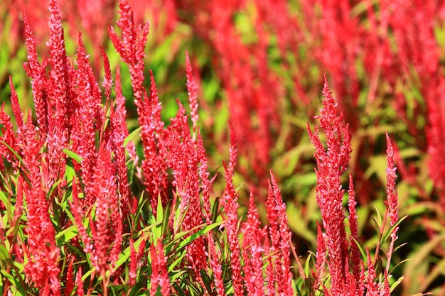 flores vermelhas florescendo no jardim em um dia ensolarado