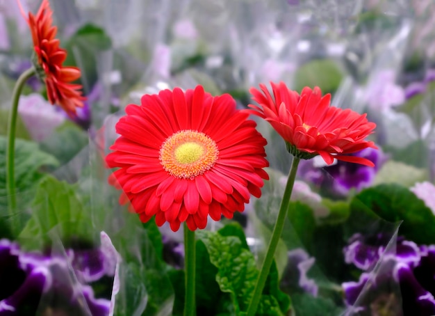 Foto flores vermelhas gerbera em flor fecham-se no mercado de flores