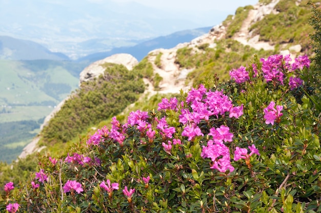 Flores vermelhas na montanha de verão