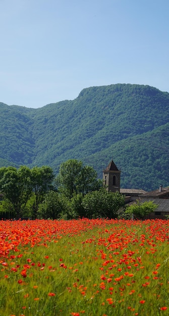 Flores vermelhas na primeira posição e uma pequena aldeia de la Garrotxa.