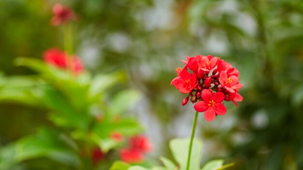 Flores vermelhas no jardim ao ar livre