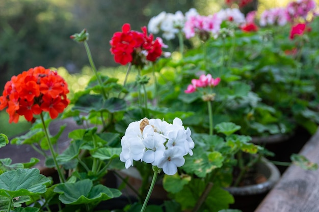 Flores vermelhas no jardim