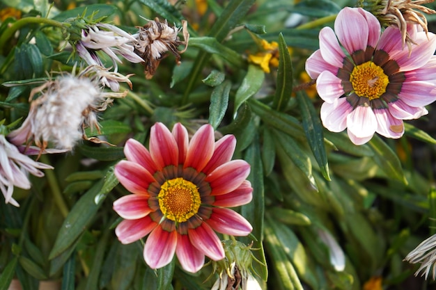 Flores vermelhas no jardim