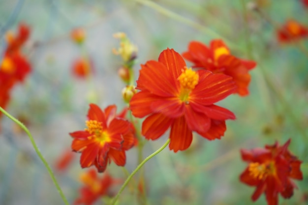 Flores vermelhas no jardim