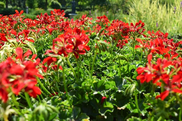 Flores vermelhas no parque no verão em um dia ensolarado