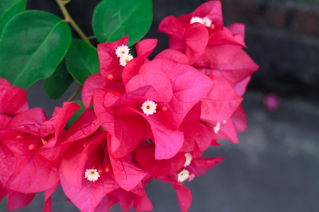 Flores vermelhas românticas em galhos mostrando amor e ternura entre os amantes