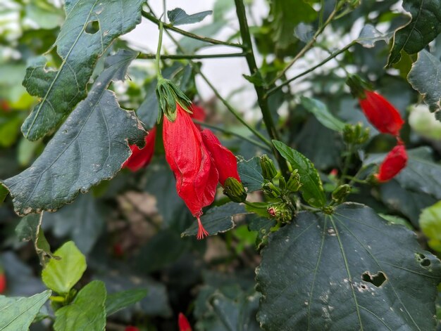 Foto flores vermelhas