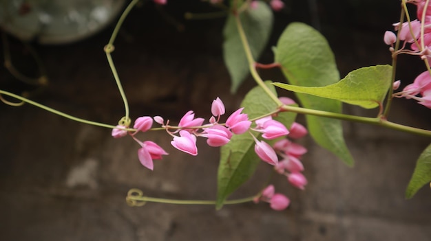 flores de vid de coral rosa que florecen maravillosamente durante todo el año