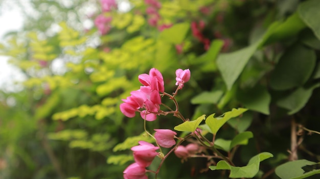 flores de vid de coral rosa que florecen maravillosamente durante todo el año