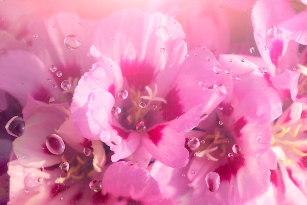 Flores bajo vidrio con gotas de agua. Fondo de naturaleza abstracta. Patrón floral rosa. Composición plana para su diseño. Fondo de San Valentín o boda. Copie el espacio para el texto, maqueta.