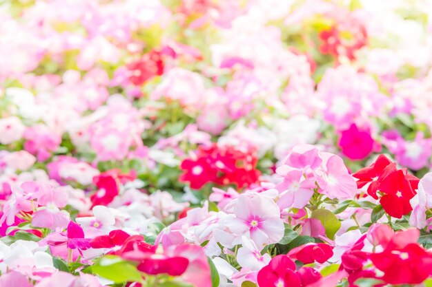 Foto las flores de vinca rosea florecen en el jardín, el follaje es de varios colores, las flores son selectivas.