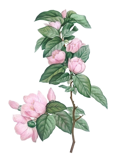 Las flores vintage de color rosa pálido son transparentes.