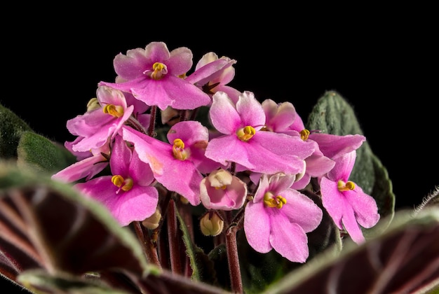 Flores de viola rosadas sobre un fondo negro