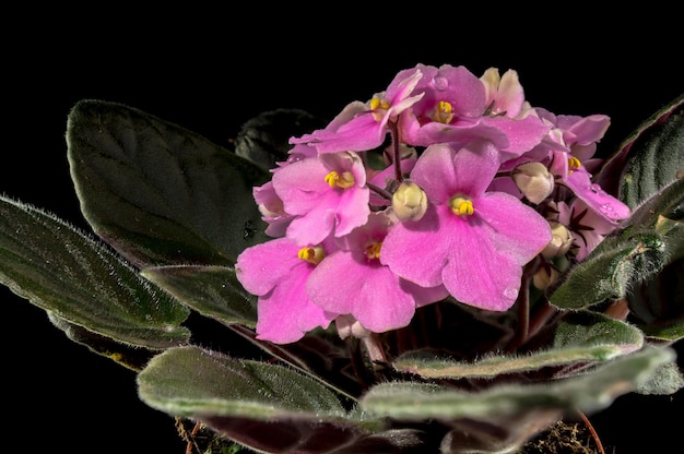 Flores de viola rosadas sobre un fondo negro