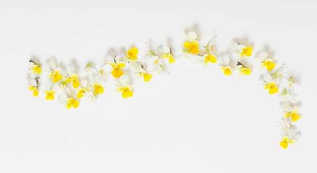 Flores de viola sobre fondo blanco.