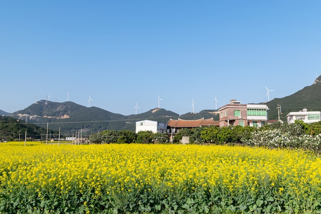 Las flores de violación en los campos rurales están floreciendo y doradas bajo el cielo azul.