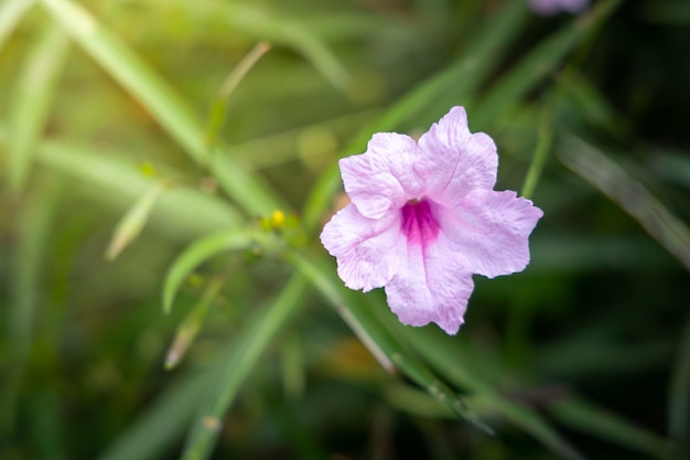 Flores violeta em campo verde