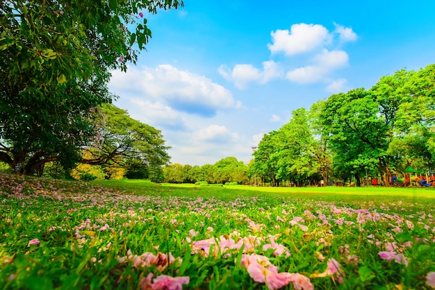 Flores violetas caen sobre la hierba en el parque y el hermoso cielo.