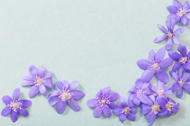 Flores violetas da primavera em verde