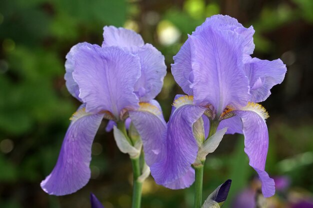 Flores violetas de íris