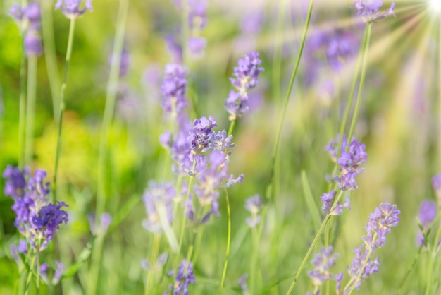 Flores violetas de lavanda em campo ao pôr do sol