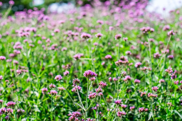 Flores violetas de verbena