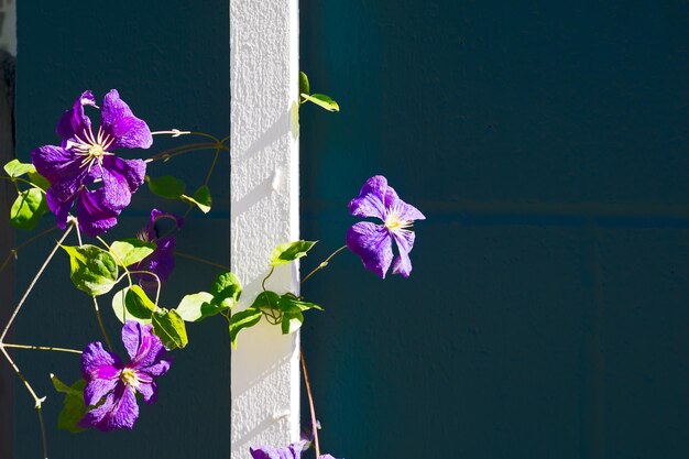 Flores violetas desabrochando no fundo da parede pintada