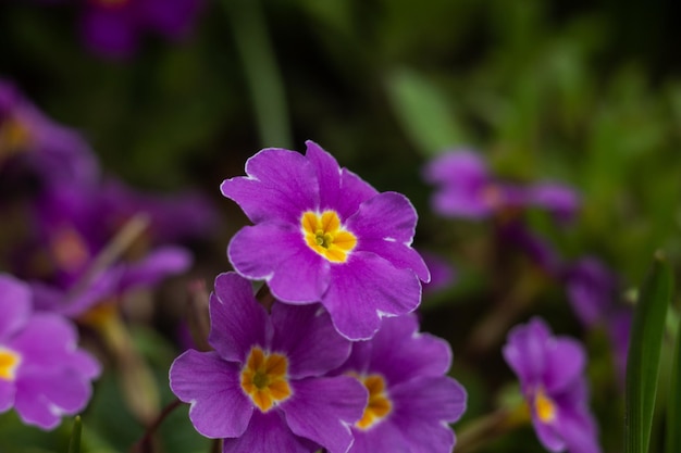 Flores violetas e roxas fecham