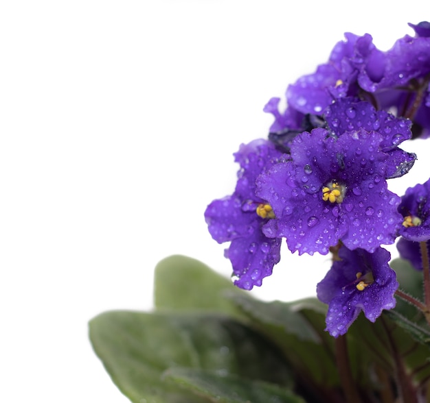 Flores violetas em um fundo branco uma planta de casa