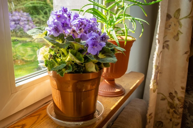 Flores violetas em uma panela no peitoril da janela