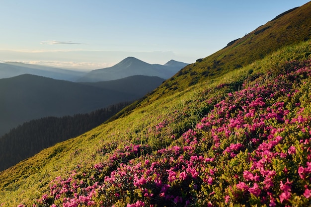 Flores violetas florescendo majestosas montanhas dos cárpatos bela paisagem de natureza intocada