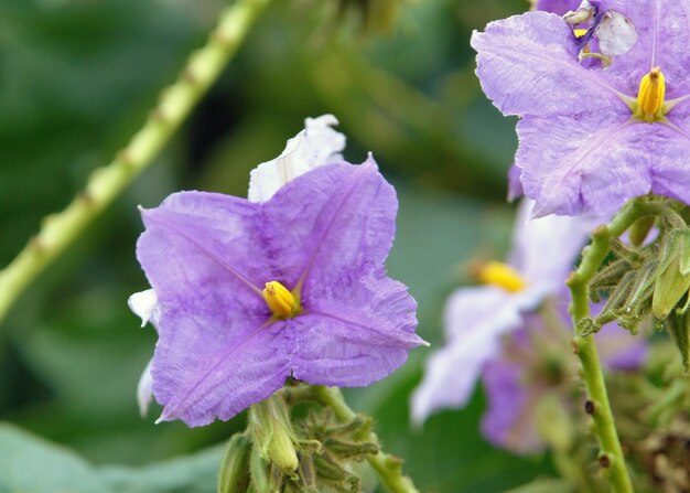 las flores violetas en África