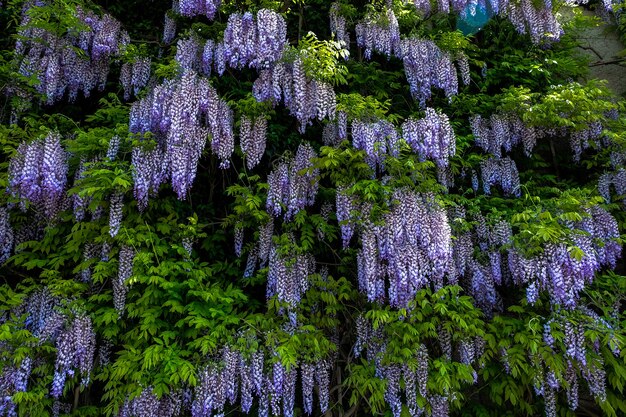 Flores violetas en los jardines de mirabell