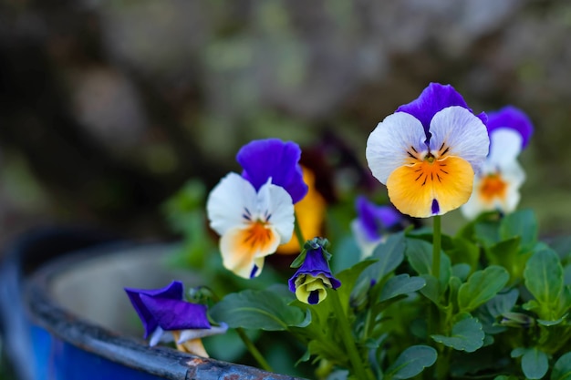 Flores violetas multicoloridas em um balde de metal