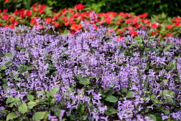 Flores violetas no jardim, tailândia.