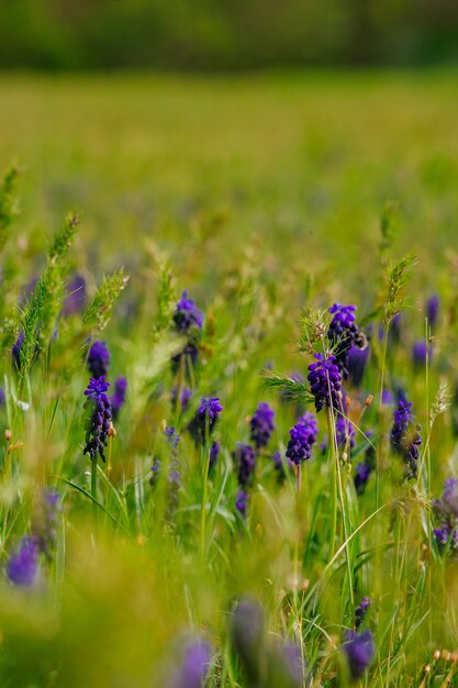 flores violetas en el prado