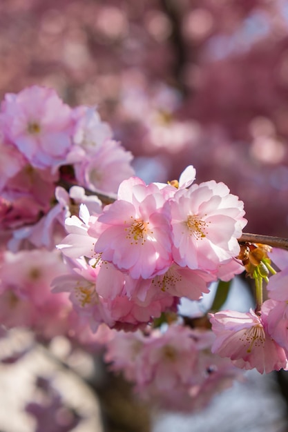 Flores violetas rosadas de flor de cerezo en cerezo de cerca Pétalos florecientes de flor de cerezo Escena floral brillante con iluminación natural Fondo de pantalla para tarjeta de felicitación Espacio de copia