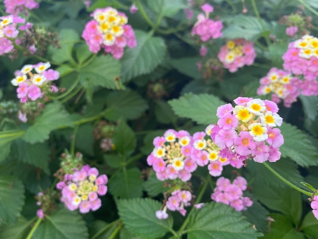 Las flores violetas y rosadas son naturales sobre el fondo de las hojas verdes en un cálido tropical