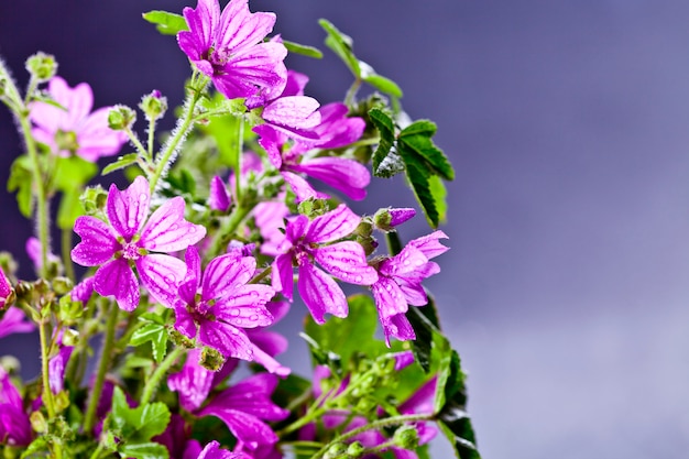 Flores violetas selvagens com closeup de gotas de água