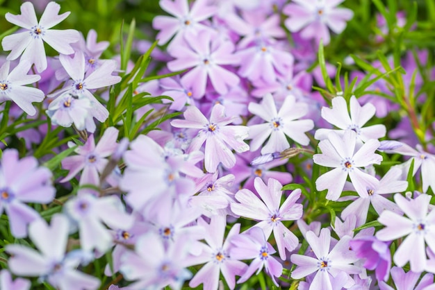 Flores violetas selvagens na grama verde