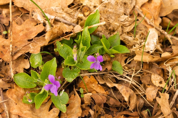 Flores violetas silvestres fragantes Matorrales densos de una flor fragante baja pero fragante Primavera pequeña