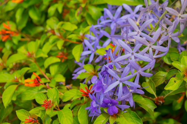 Flores violetas sobre un fondo verde.