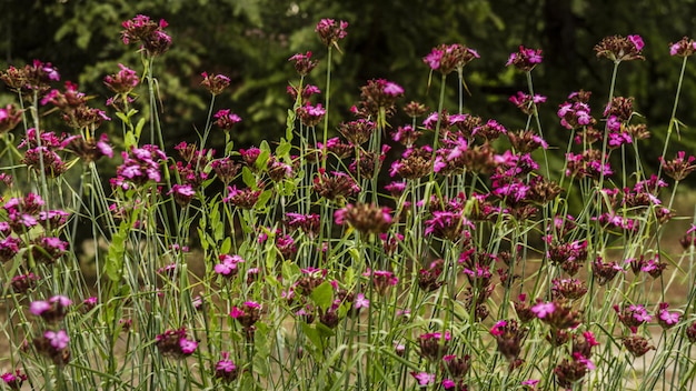 Flores violetas con tallos largos