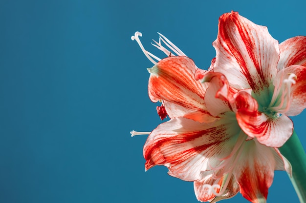 Flores Whitepink da flor Amaryllis ou Hippeastrum Gervase contra um fundo azul com espaço vazio