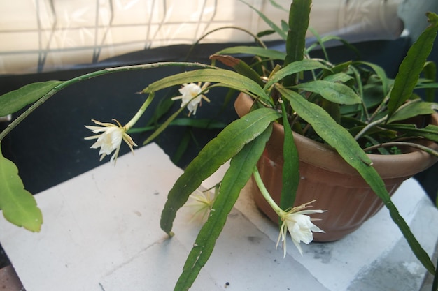 Las flores Wijayakusuma o también llamadas flores Wiku Epiphyllum oxypetalum son un tipo de planta de cactus