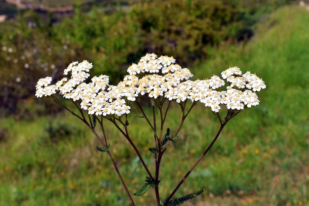 Las flores de la yarrow Achillea millefolium son una planta medicinal